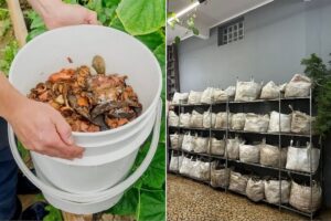 Future of Urban Composting