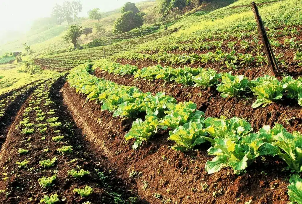 Revolutionizing Agriculture: Circular Food Systems