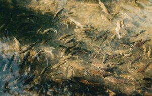 Find Fish Fast: Real-Time Fishing App