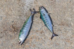 Fishing Spots Finder App: Locate Your Next Catch